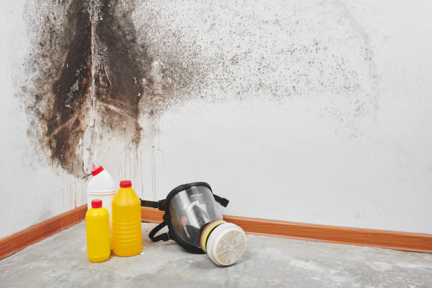 Best Mold Cleaning Services  in South Lebanon, OH